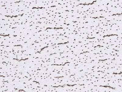 Armstrong Tatra Board